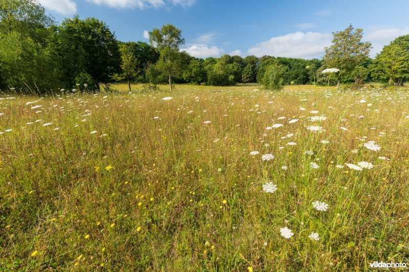 Bloemrijk grasland in de zomer