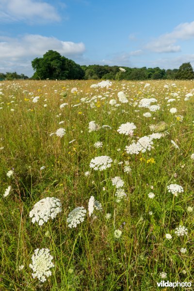 Bloemrijk grasland in de zomer