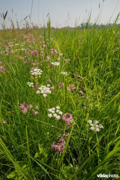 Vossenstaartgrasland met Weidekervel-torkruid