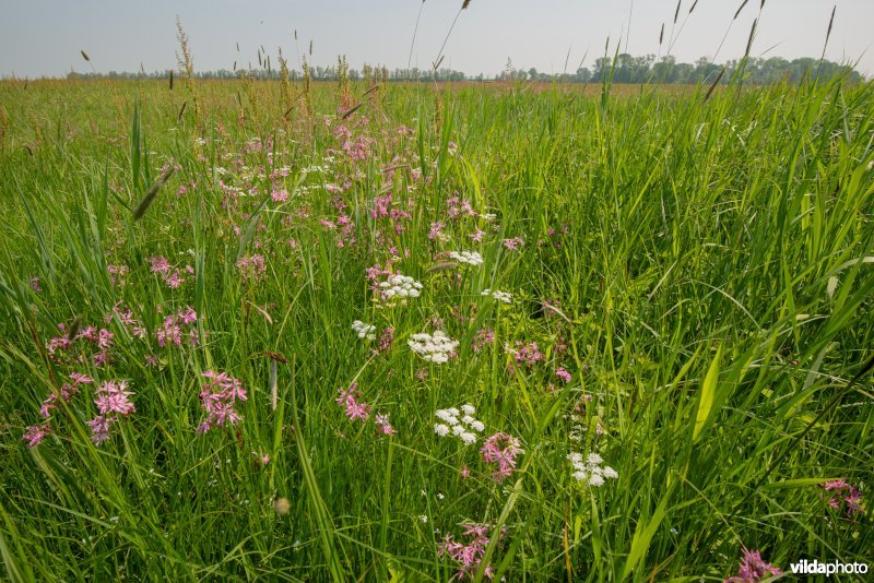 Vossenstaartgrasland met Weidekervel-torkruid