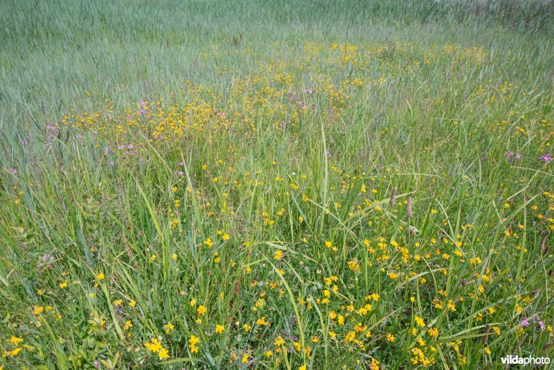 Grote vossenstaartgrasland