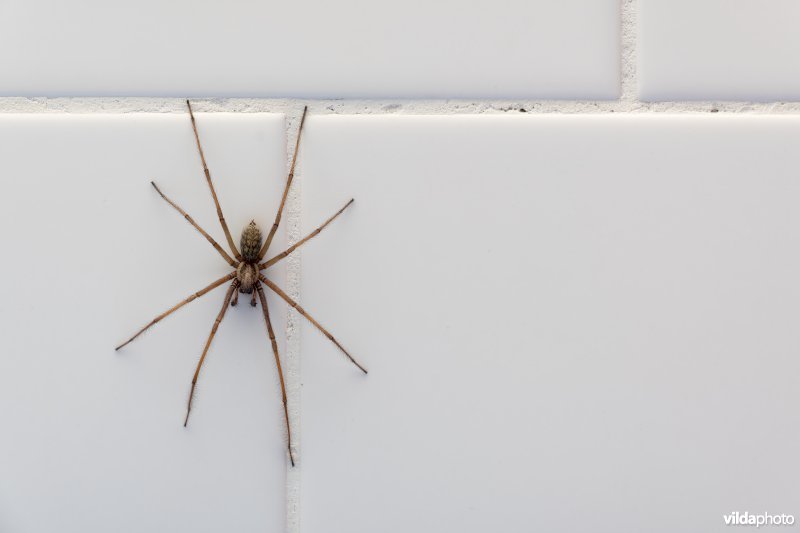 Gewone huisspin op tegels