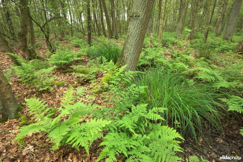 Bosreservaat Stamprooierbroek