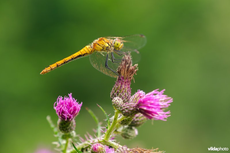 Bloedrode heidelibel