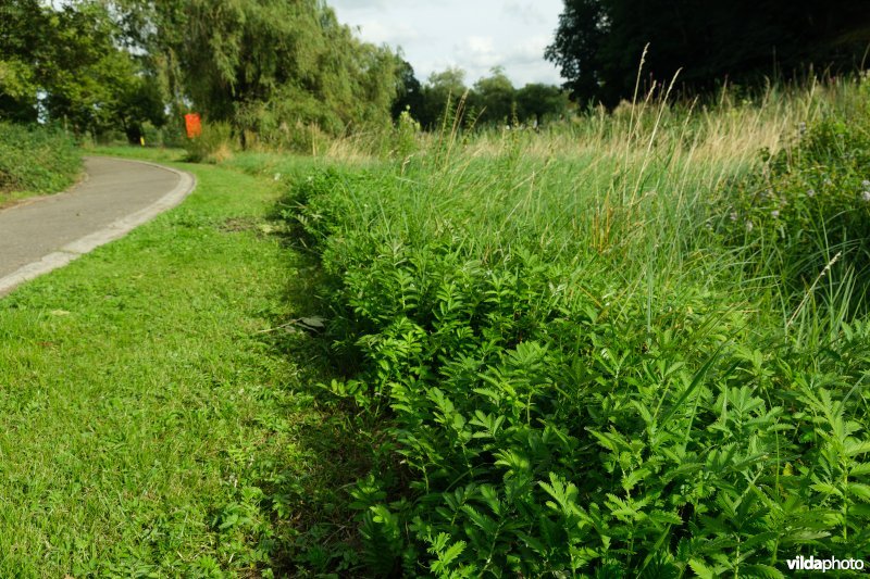 HGB Zilverschoongrasland