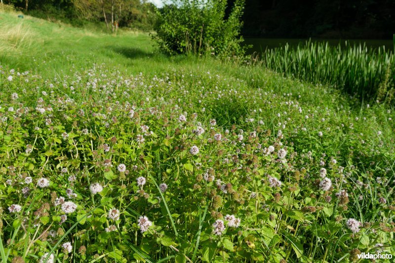 HGB Zilverschoongrasland