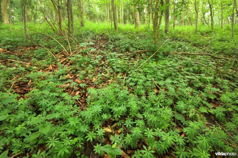 Bosreservaat Teuvenerberg