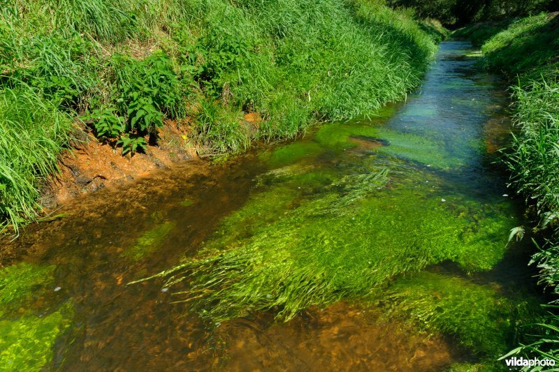 Beek met weelderige plantengroei