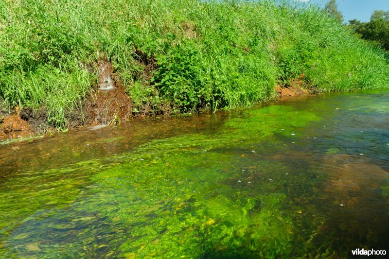 Beek met weelderige plantengroei