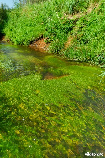 Beek met weelderige plantengroei