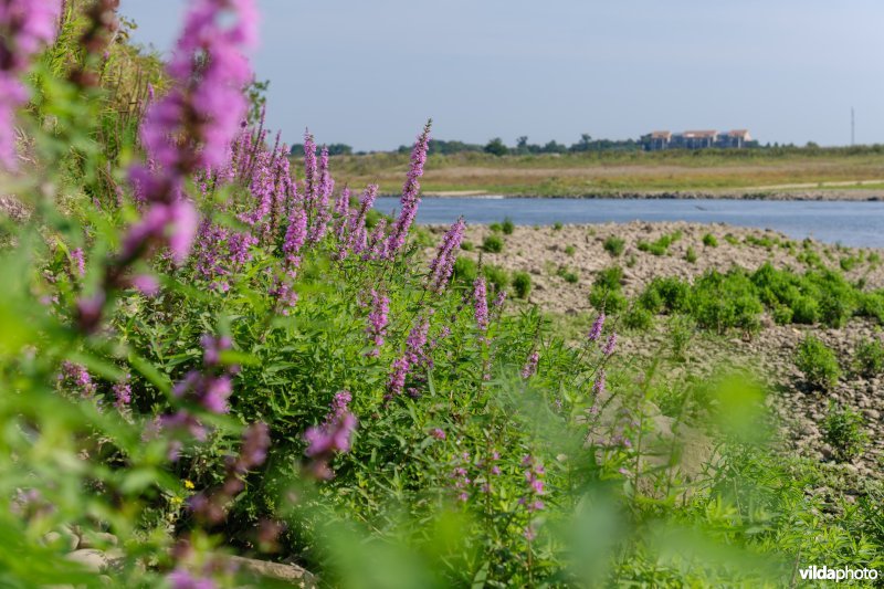 Kattenstaart aan de Maas