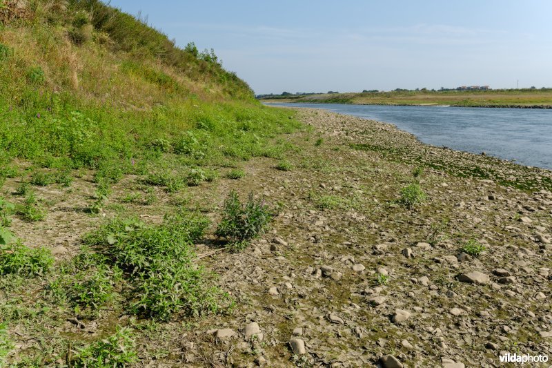 Pioniersvegetatie in de Maasbedding