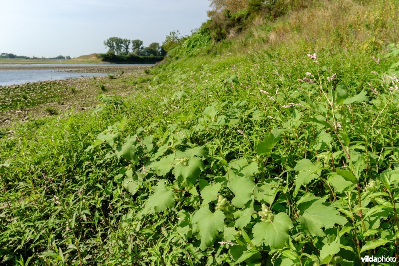 Pioniersvegetatie met stekelnoot