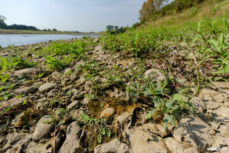 Pioniersvegetatie met zeegroene ganzenvoet en akkerkers