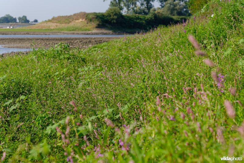 Pioniersvegetatie in de Maasbedding