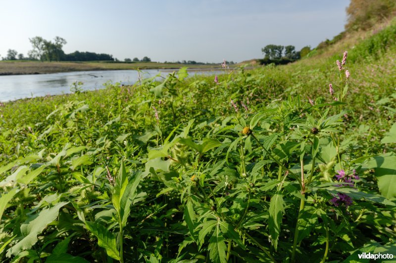 Pioniersvegetatie met stekelnoot, tandzaad en perzikkruid