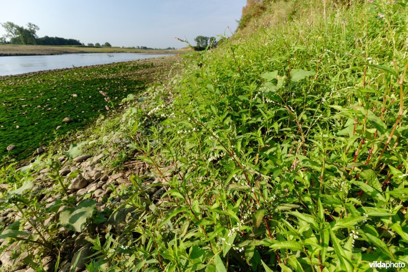 Pioniersvegetatie met waterpeper