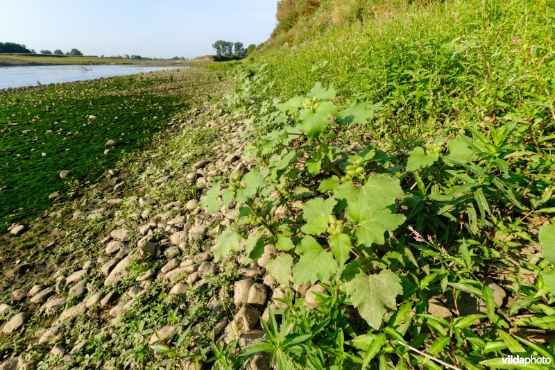 Pioniersvegetatie met stekelnoot in de Maasbedding