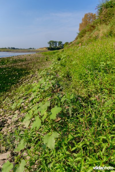 Pioniersvegetatie met stekelnoot, perzikkruid en waterpeper