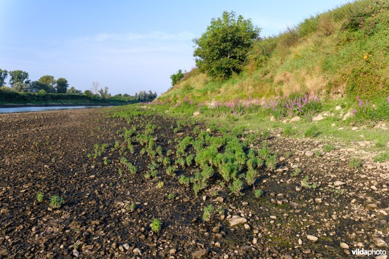 Pioniersvegetatie in de Maasbedding