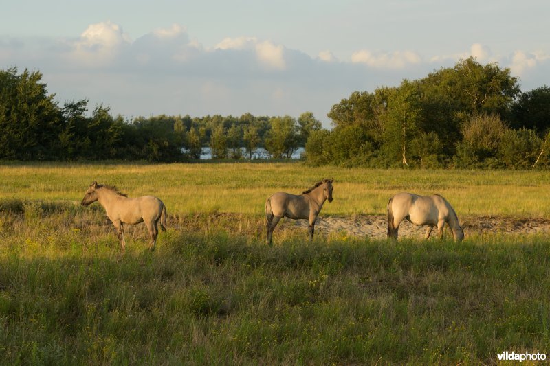 Konik-paard