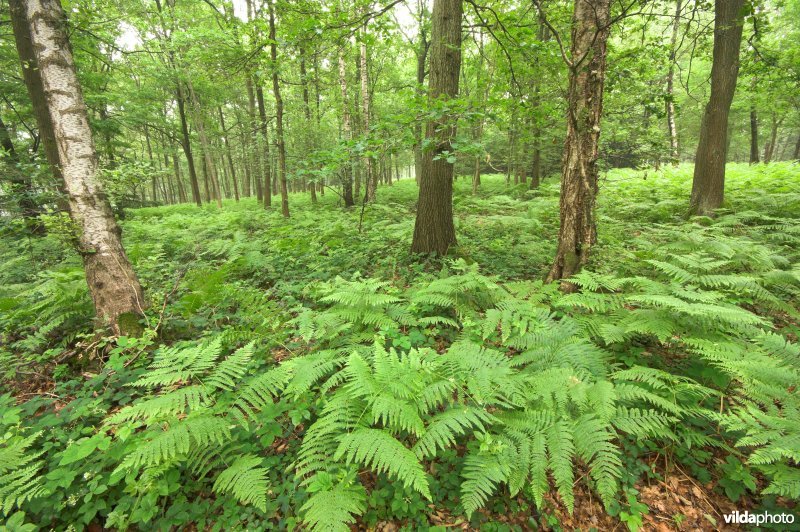 Bosreservaat Vrouwenbos