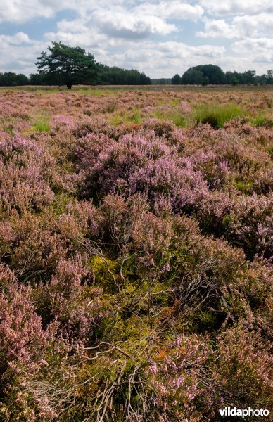 Structuurrijke droge Europese heide