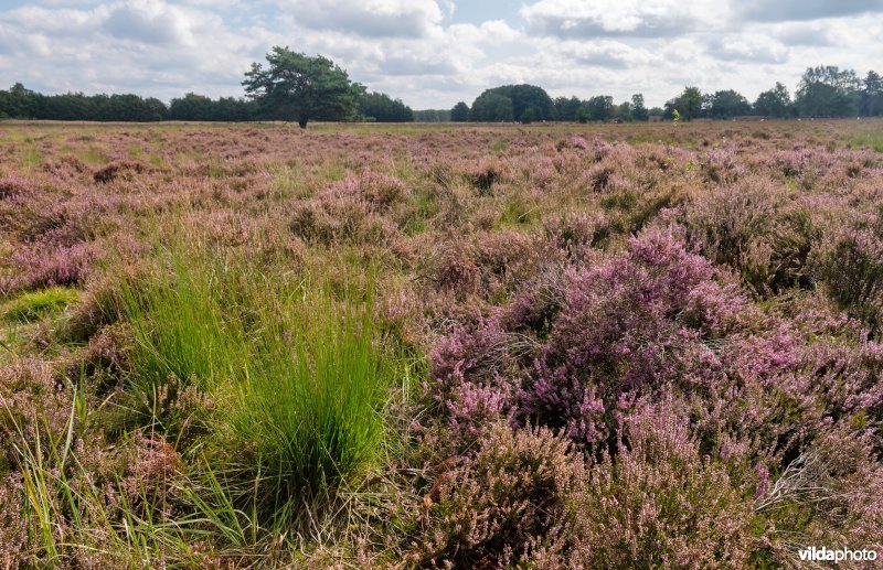 Structuurrijke droge Europese heide