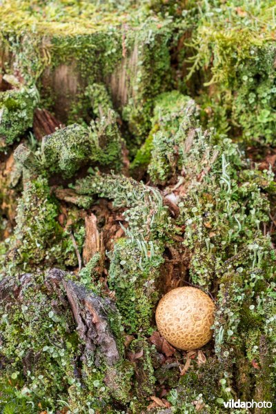 Bekermossen op een boomstam