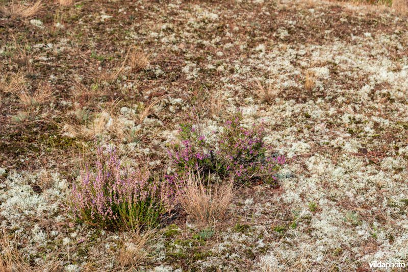 Overgang van buntgrasvegetatie naar heide