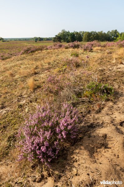 Overgang van buntgrasvegetatie naar heide