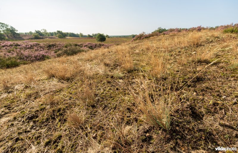 Buntgras op een landduin