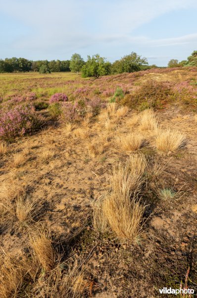 Buntgras op een landduin