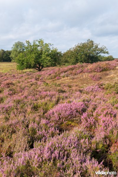 Heide op een landduin