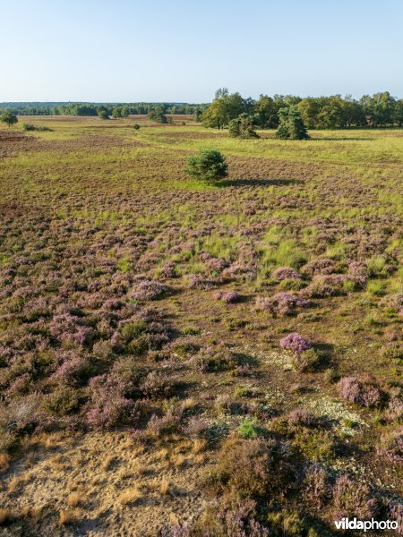 Mozaïek van habitats 2310 en 2330