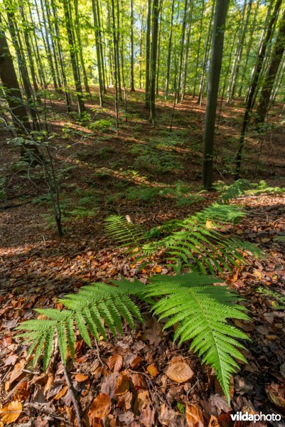 Habitat 9120 Zuurminnende beukenbossen