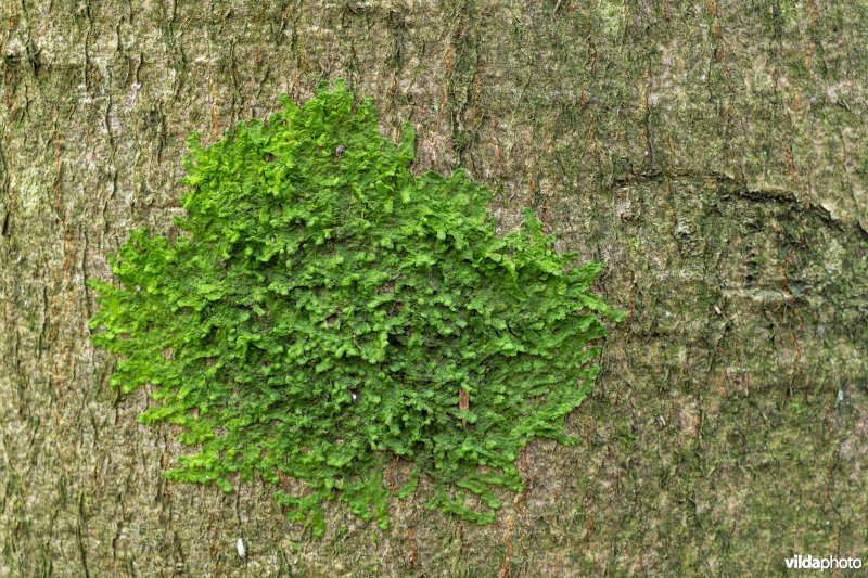 Levermossen in een beukenbos