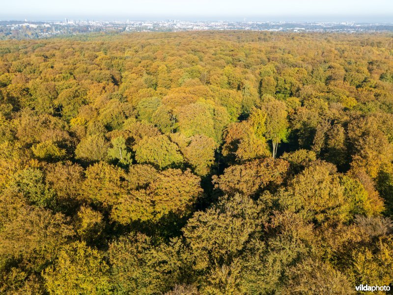 Habitat 9120 Zuurminnende beukenbossen