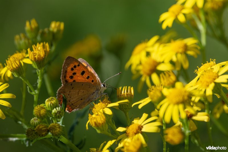 Kleine vuurvlinder