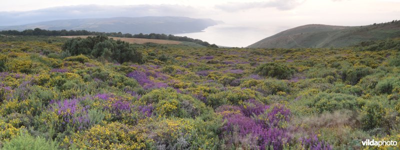 Gaspeldoorn in Engelse heide