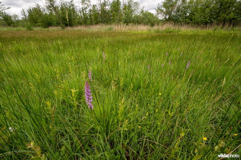 Blauwgrasland met Grote muggenorchis