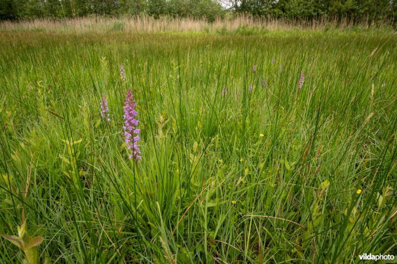 Blauwgrasland met Grote muggenorchis