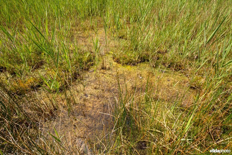 Kranswiervegetatie met Ruw kransblad
