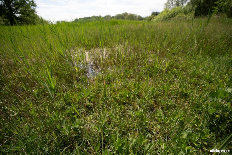 Kalkmoeras met waterdrieblad