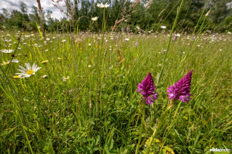 Glanshaverhooiland met Hondskruid en Margriet