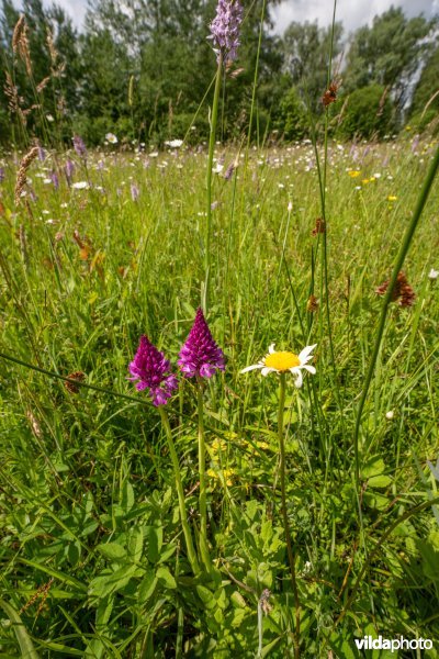 Glanshaverhooiland met Hondskruid en Margriet