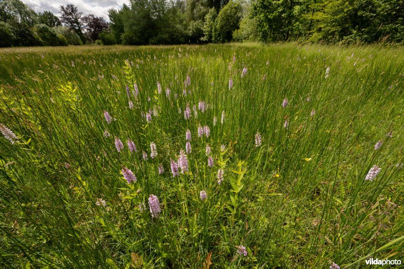 Blauwgrasland met Bosorchis in ontwikkeling