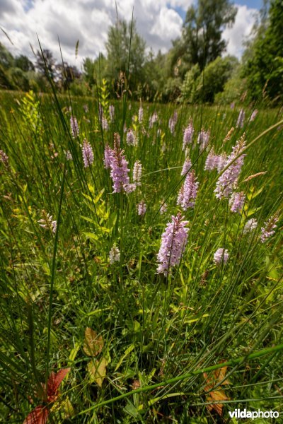 Blauwgrasland met Bosorchis in ontwikkeling