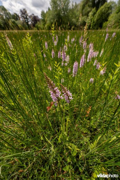 Blauwgrasland met Bosorchis in ontwikkeling