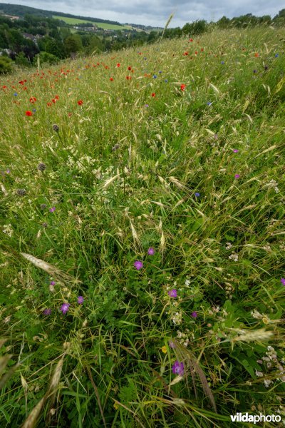 Soortenrijke bloemenakker op kalkrijke grond